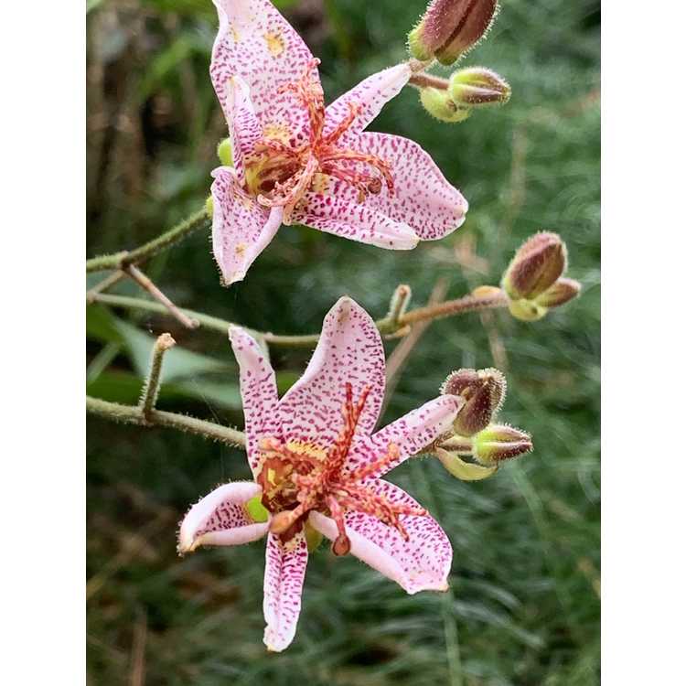 Raven's toad lily