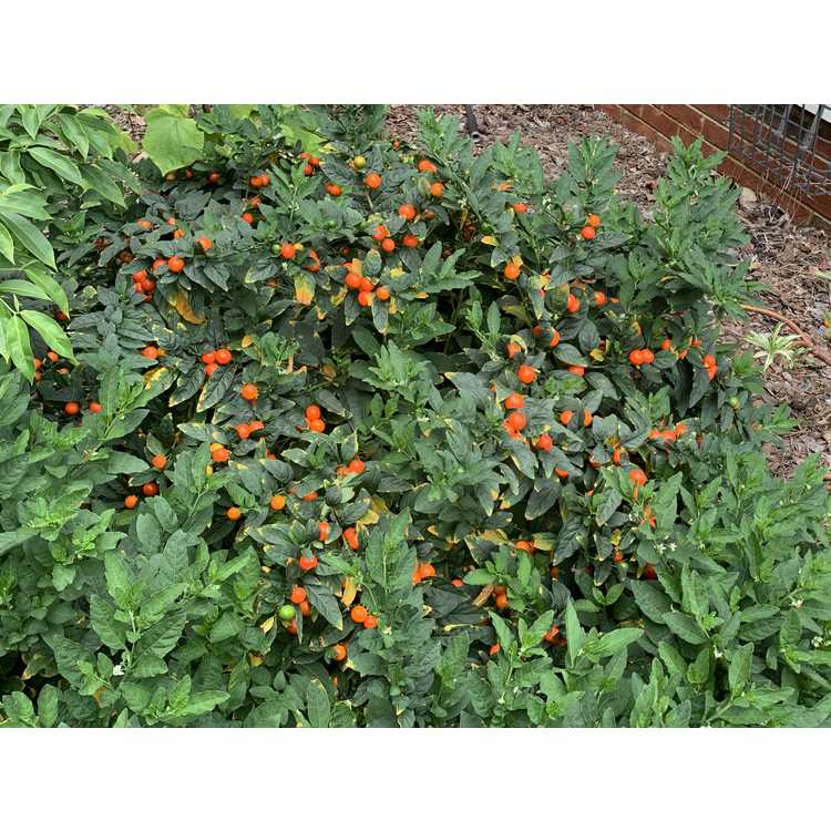 Solanum pseudocapsicum - Jerusalem cherry