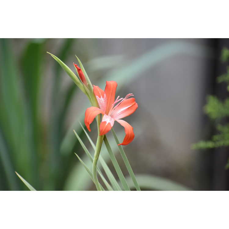 Gladiolus saundersii - gladiola