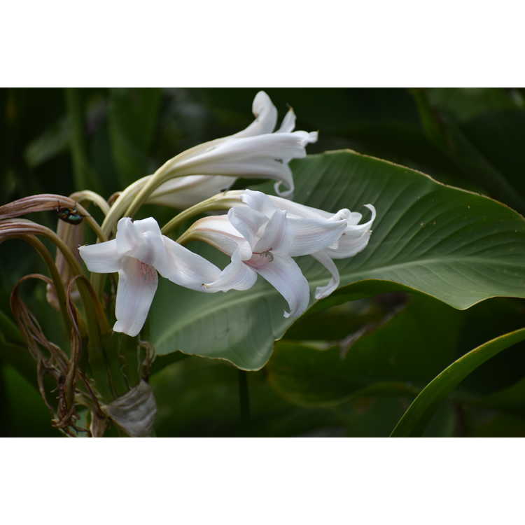 Crinum ×gowenii 'Mary's Pride' - crinum lily