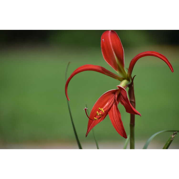 Sprekelia ×homosissima 'Lowe Down' - hybrid Aztec lily