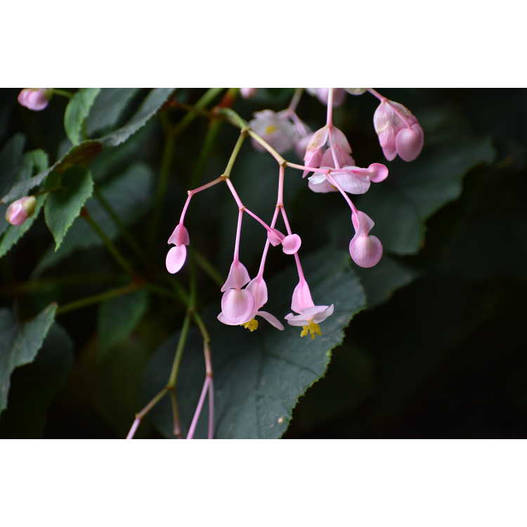 Begonia grandis 'Pink Teardrops'