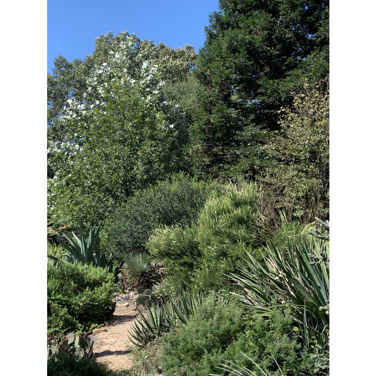 south Carolina botanic garden