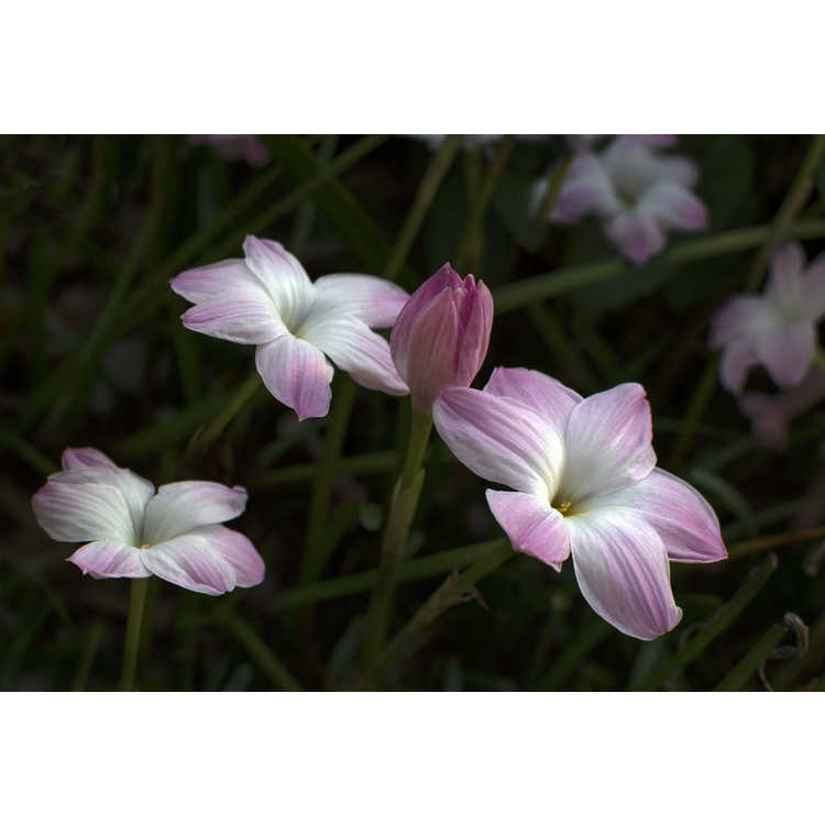 Zephyranthes 'Lily Pies' - rain-lily