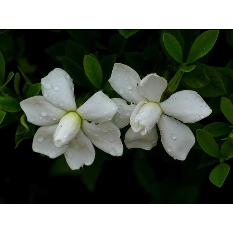 Gardenia jasminoides 'Leeone'