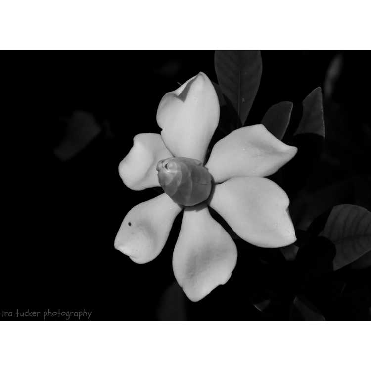 Gardenia jasminoides 'Leeone' - Jubilation Cape jasmine