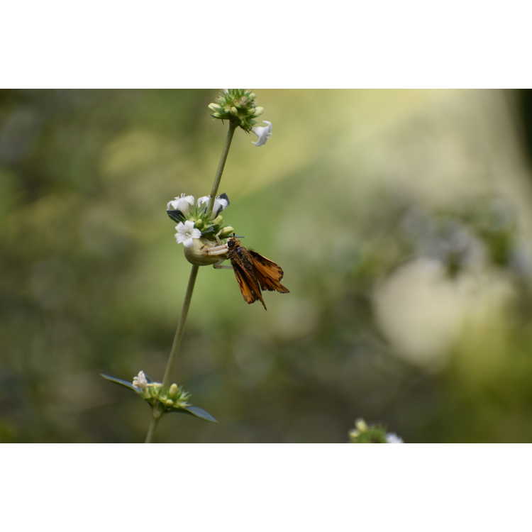 Serissa japonica 'Bumble Bee Delight'