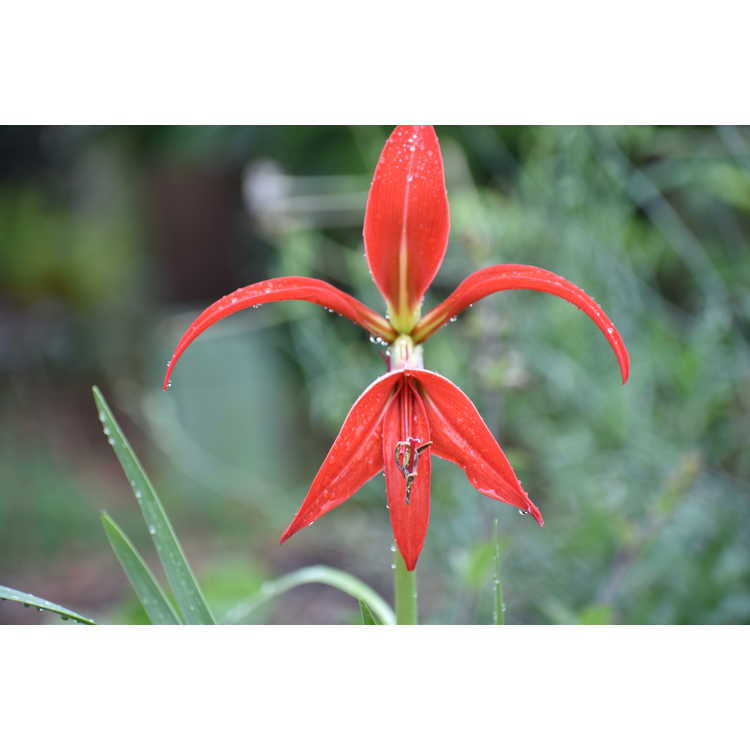 Sprekelia ×homosissima 'Lowe Down' - hybrid Aztec lily