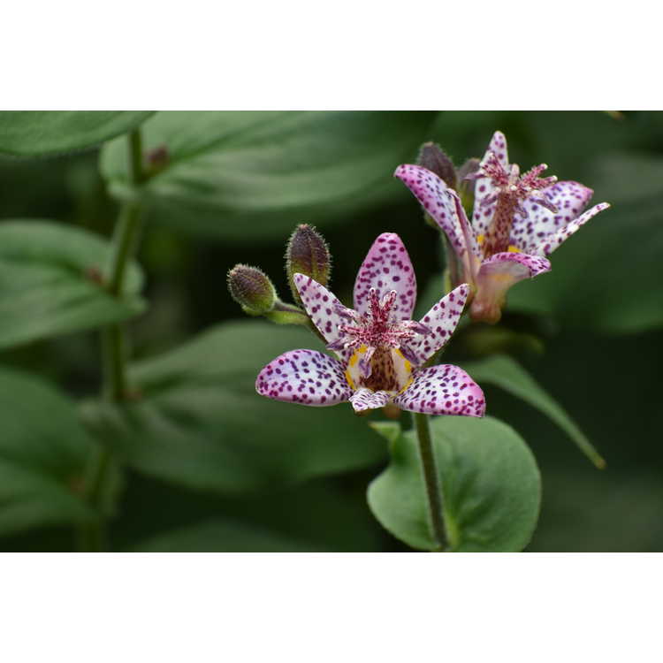 Tricyrtis Fluffy Orchid