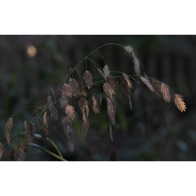 Chasmanthium latifolium - river oats