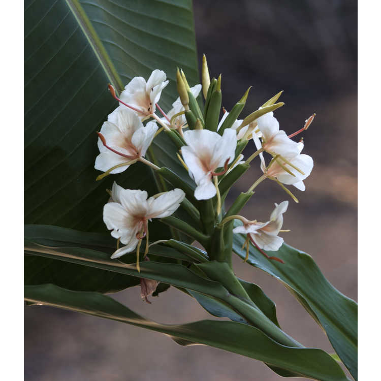 Hedychium 'Kinkaku' - hardy ginger lily