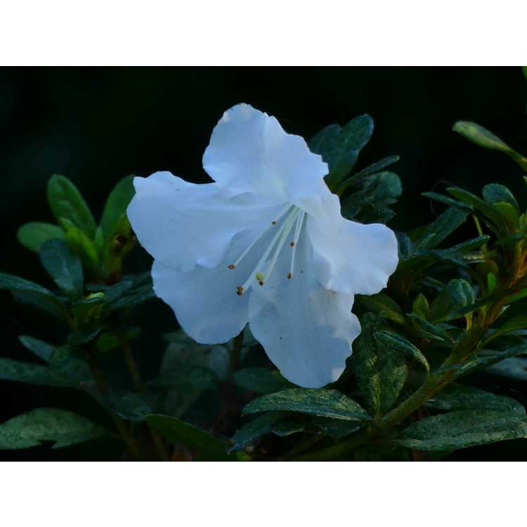 Rhododendron Rlh1-15p3 White Nobility