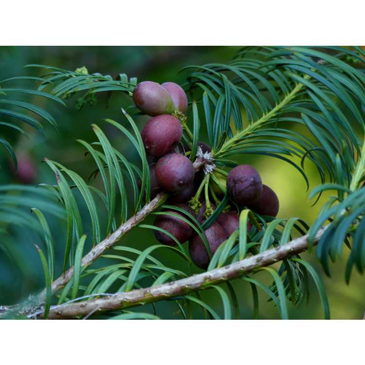 Cephalotaxus harringtonia - Japanese plum yew