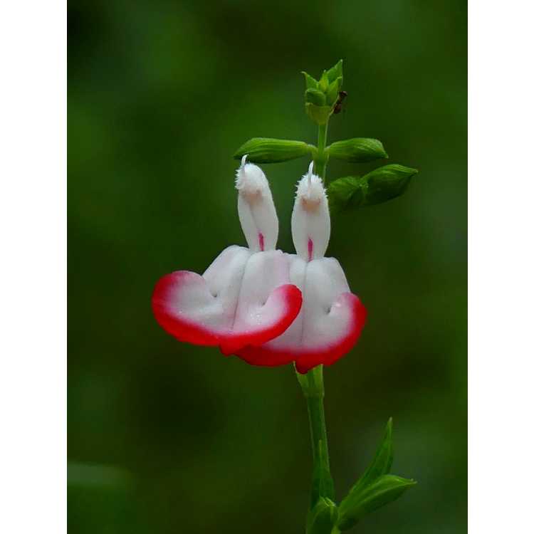 Salvia microphylla 'Hot Lips' - bicolor baby sage