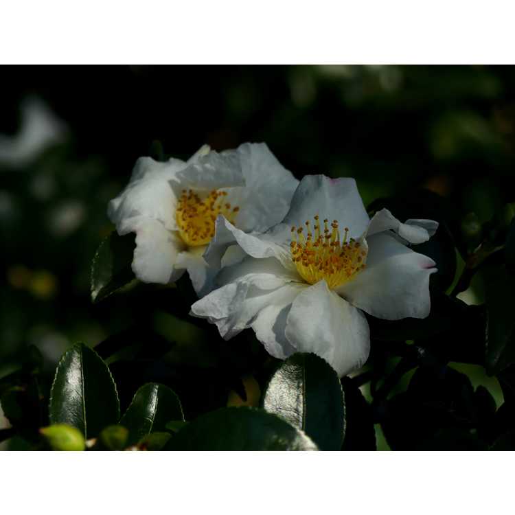 Camellia 'Winter's Star Light'
