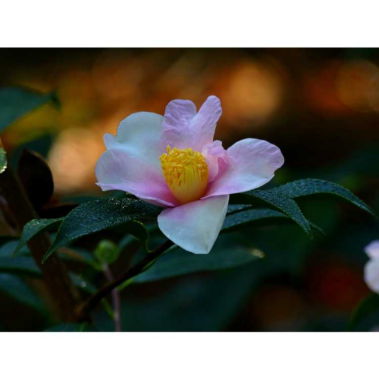 Camellia Yume