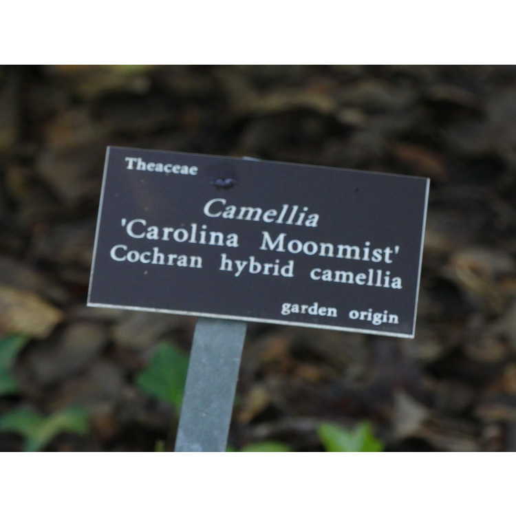 Camellia 'Carolina Moonmist'