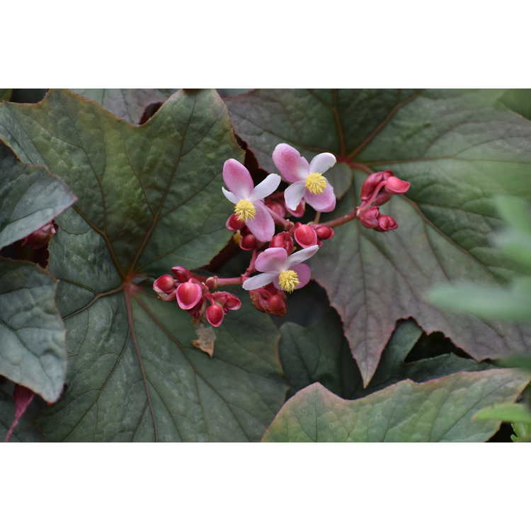 Begonia 'Pewterware' - hardy begonia