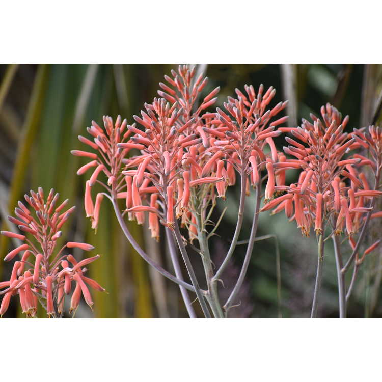 Aloe maculata 'Fort Worth'