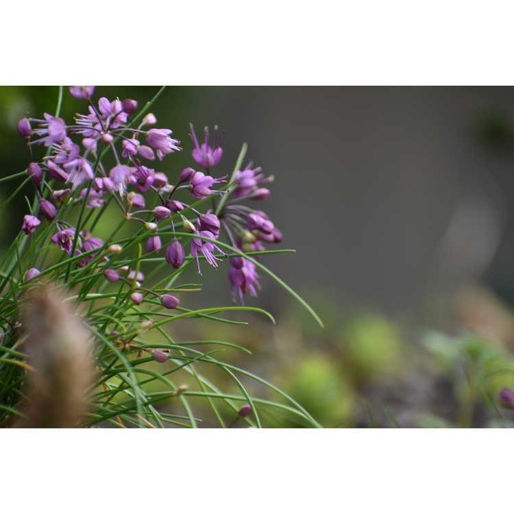 Allium virgunculae kiiense