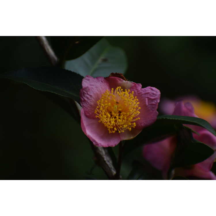 <em>Camellia</em> 'Robiraki'