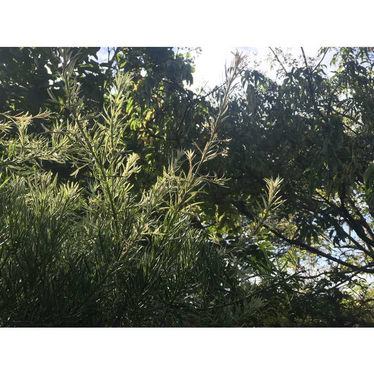 Podocarpus macrophyllus (variegated)
