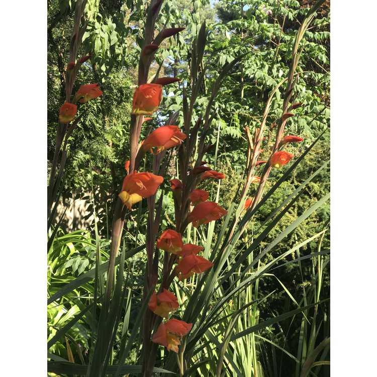 Gladiolus dalenii 'Halloweenie' - parrot beak gladiolus