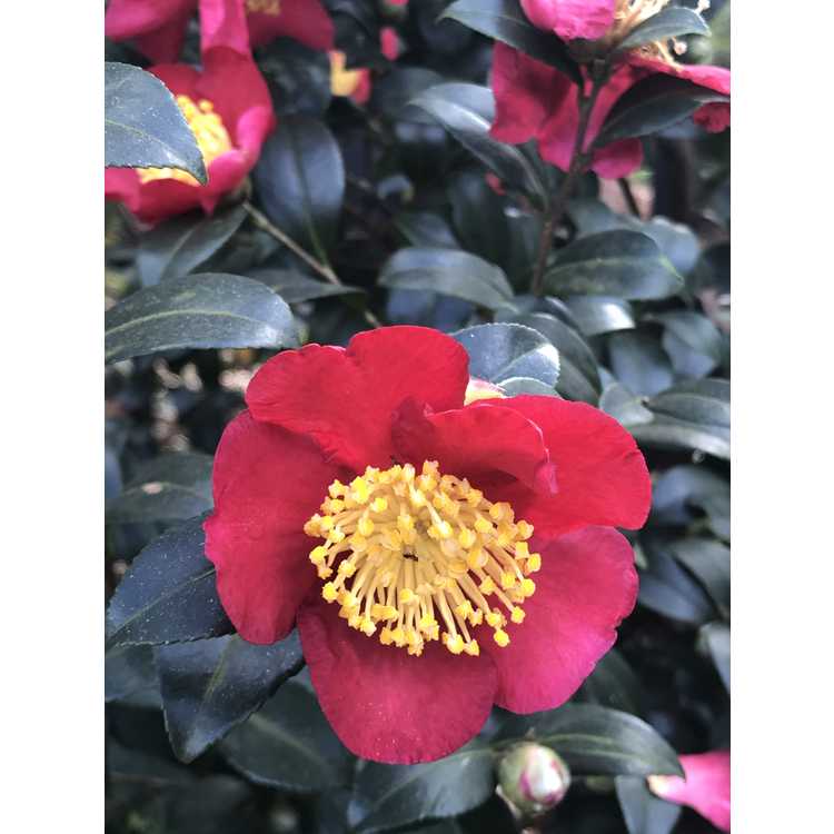 Camellia sasanqua 'Yuletide' - sasanqua camellia