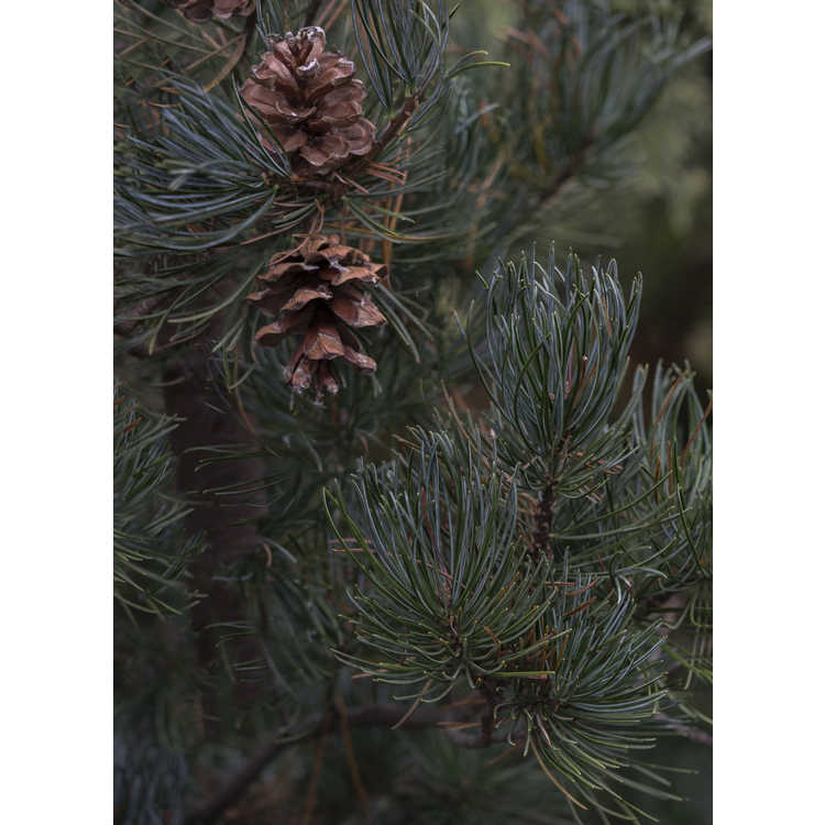 <em>Pinus parviflora</em>