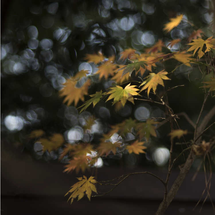 Acer shirasawanum 'Palmatifolium' - Shirasawa maple