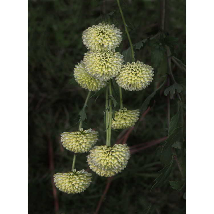 Chrysanthemum morifolium 'Froggy'