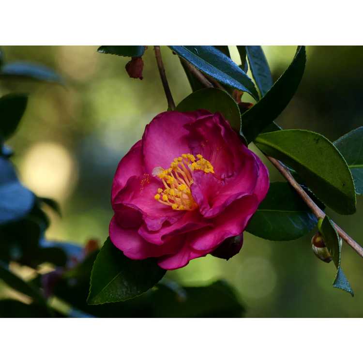 Camellia ×vernalis 'Hiryû'
