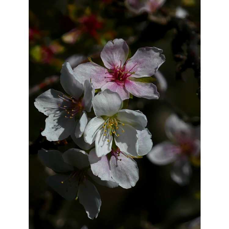 Prunus incisa - Fuji cherry