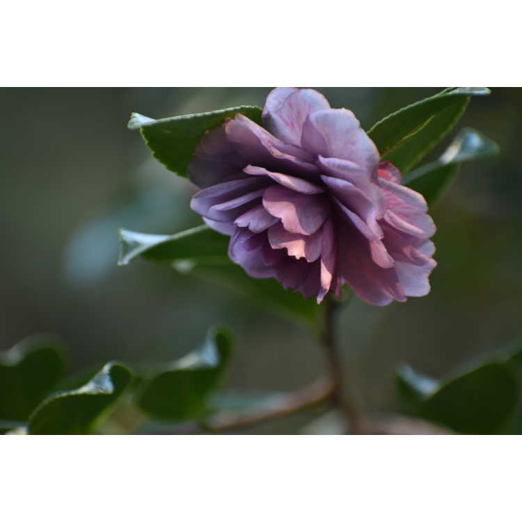 Camellia ×hiemalis 'Green's Blues' - camellia