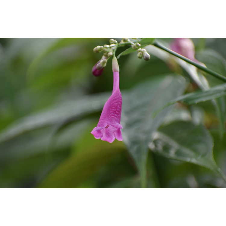 Strobilanthes hamiltoniana - Chinese rain bell