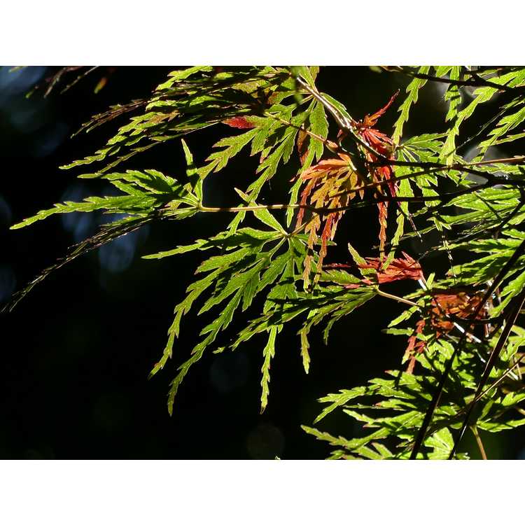 Acer palmatum 'Seiryu' - green dragon Japanese maple