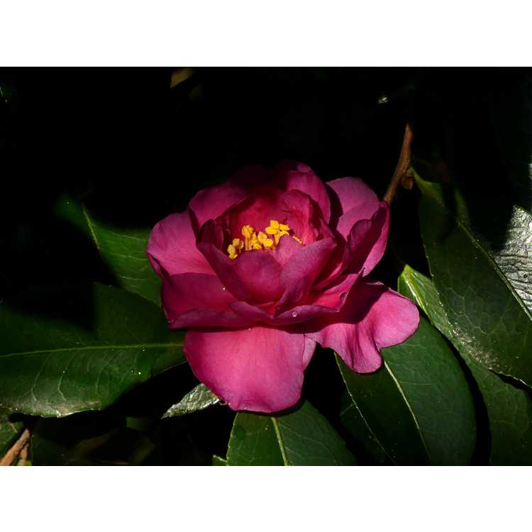 Camellia ×vernalis 'Hiryû' - vernal camellia