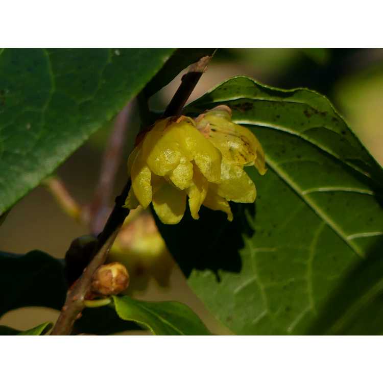 Chimonanthus praecox 'Luteus' - wintersweet