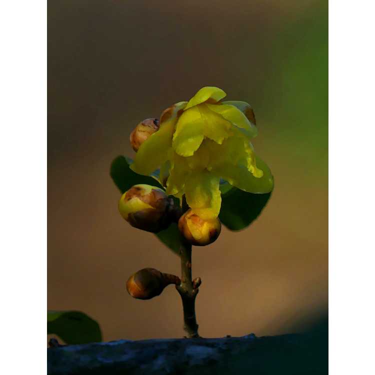 Chimonanthus praecox 'Luteus' - wintersweet