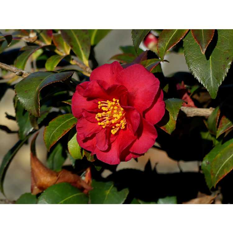 Camellia sasanqua 'Reverend Ida'