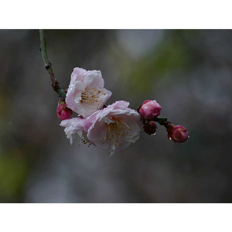 Prunus mume 'Rose Bud'