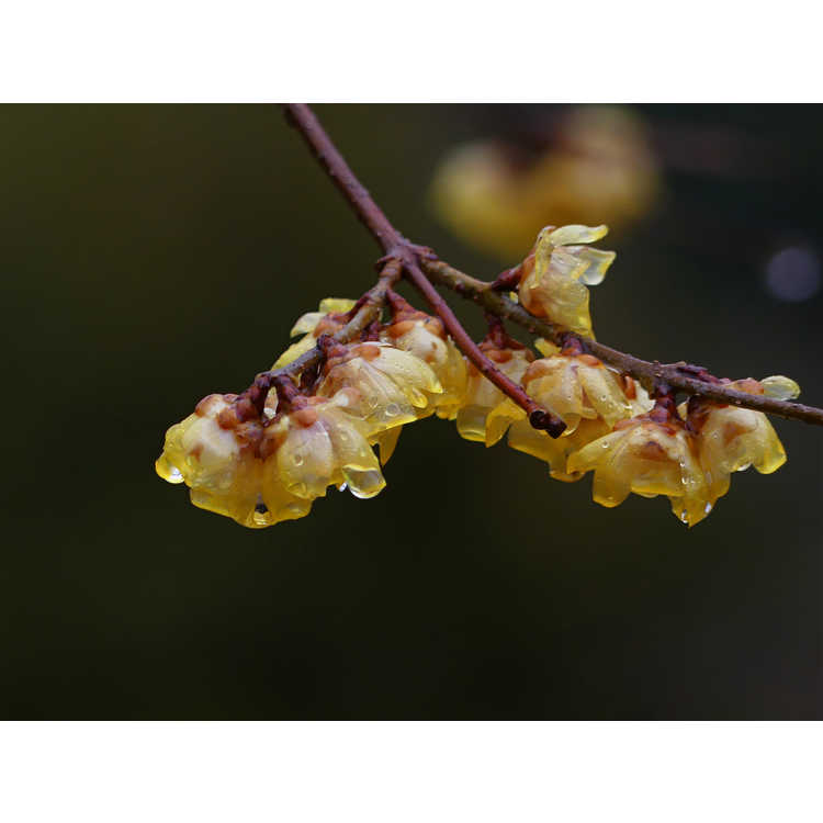 Chimonanthus praecox - wintersweet