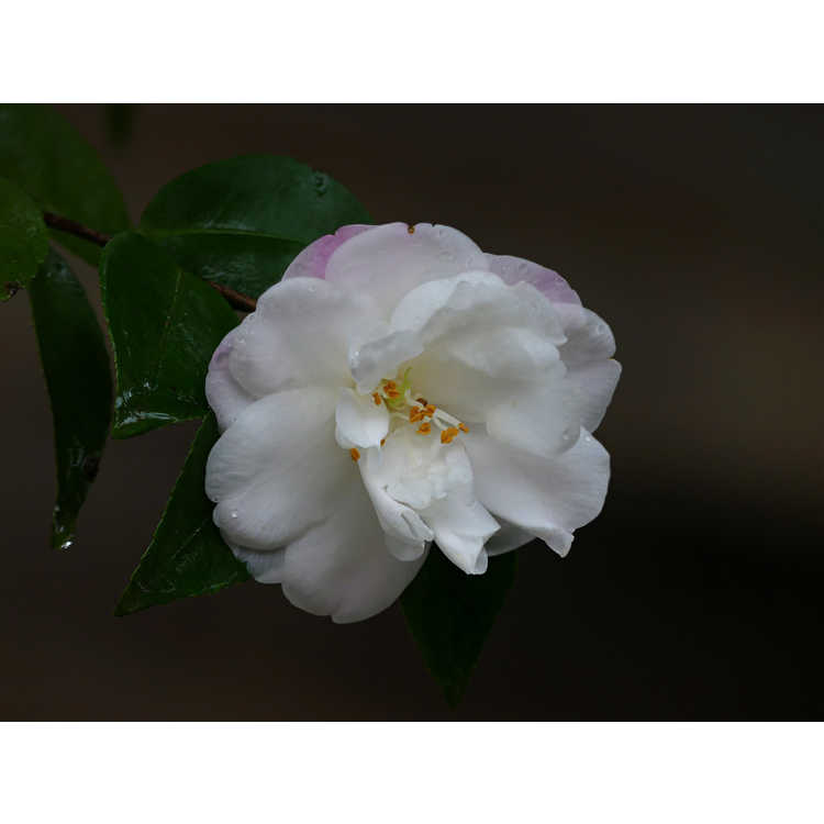 Camellia 'Cinnamon Cindy' - Ackerman camellia