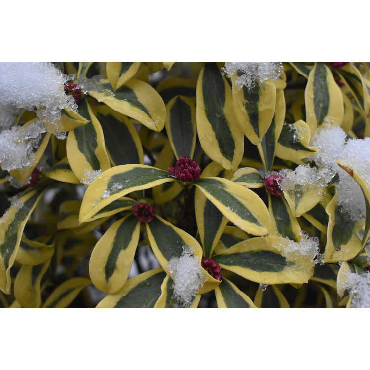 Daphne odora 'Hewreb' - Rebecca variegated winter daphne