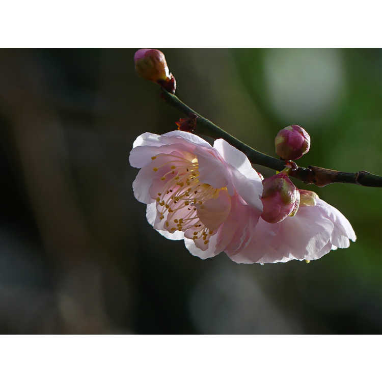 Prunus mume 'Nicholas' - flowering apricot