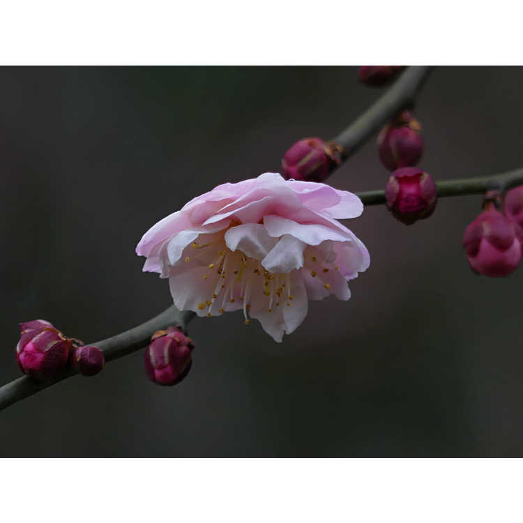 Prunus mume Rose Bud