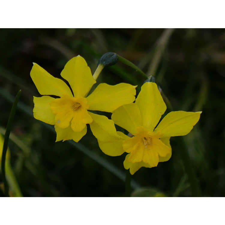 Narcissus fernandesii cordubensis