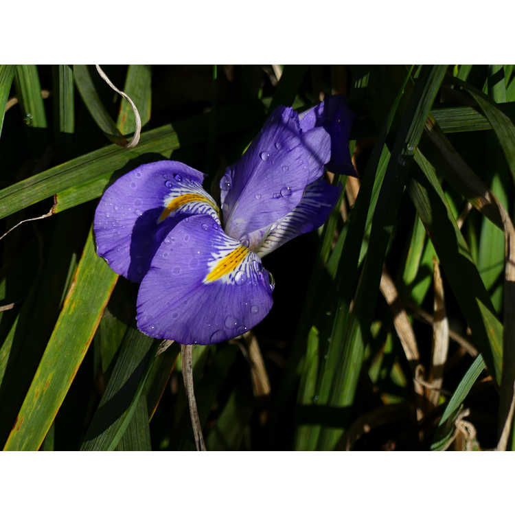 Iris unguicularis - winter flowering iris