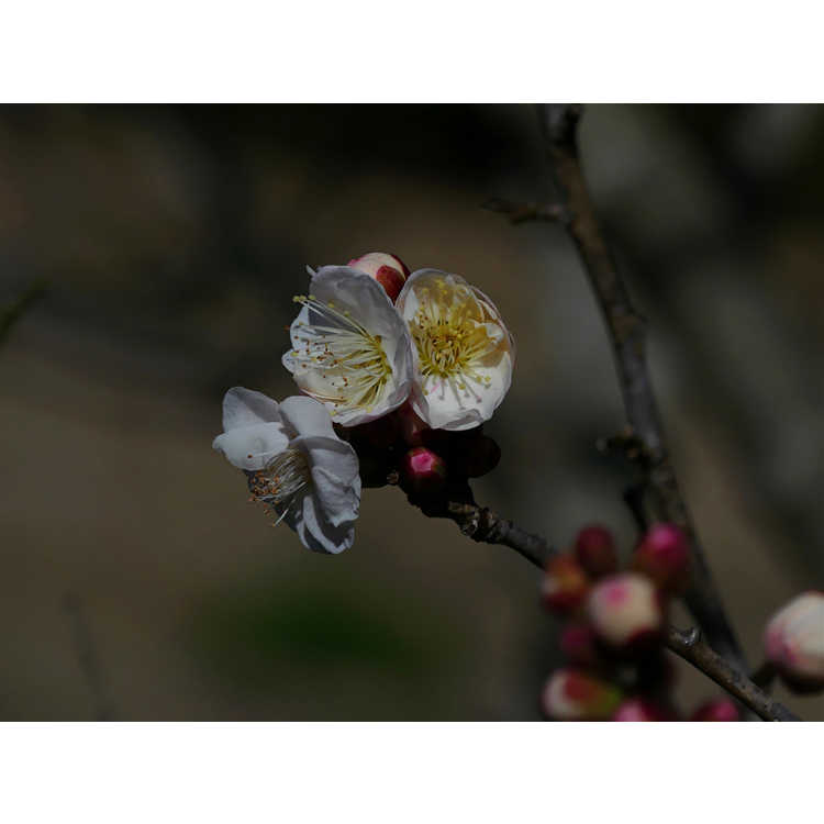 Prunus mume 'Omoi-no-mama' - flowering apricot