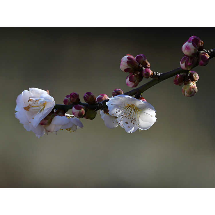 Prunus mume 'Omoi-no-mama'